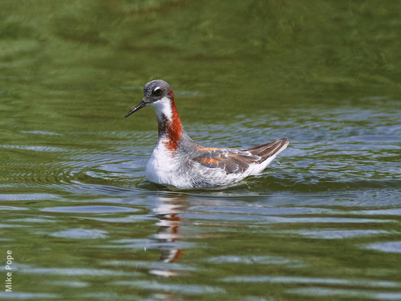 Red-necked Phalarope (Spring)