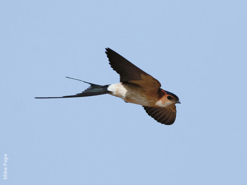 Red-rumped Swallow (Male)