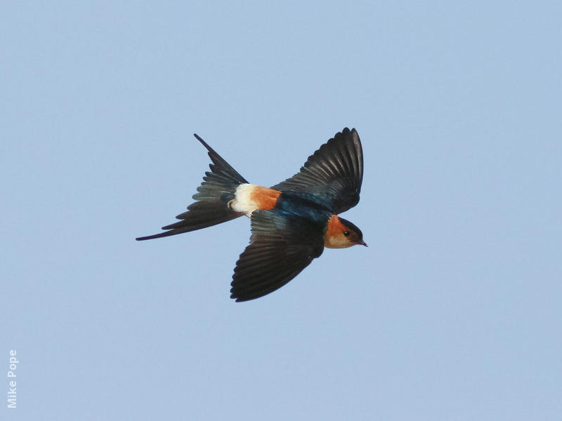 Red-rumped Swallow