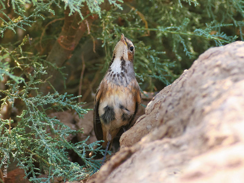 Red-spotted Bluethroat (Female or immature male winter)