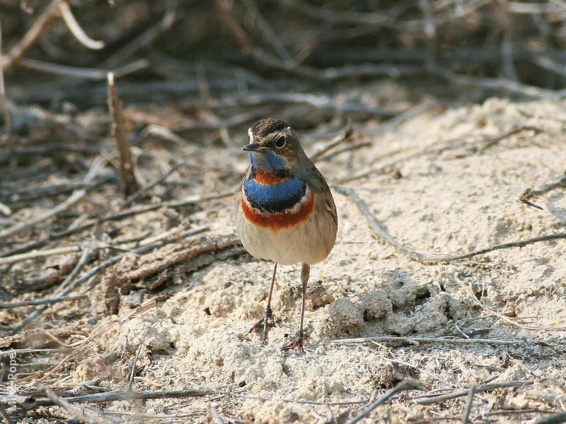 Red-spotted Bluethroat (Male breeding plumage)