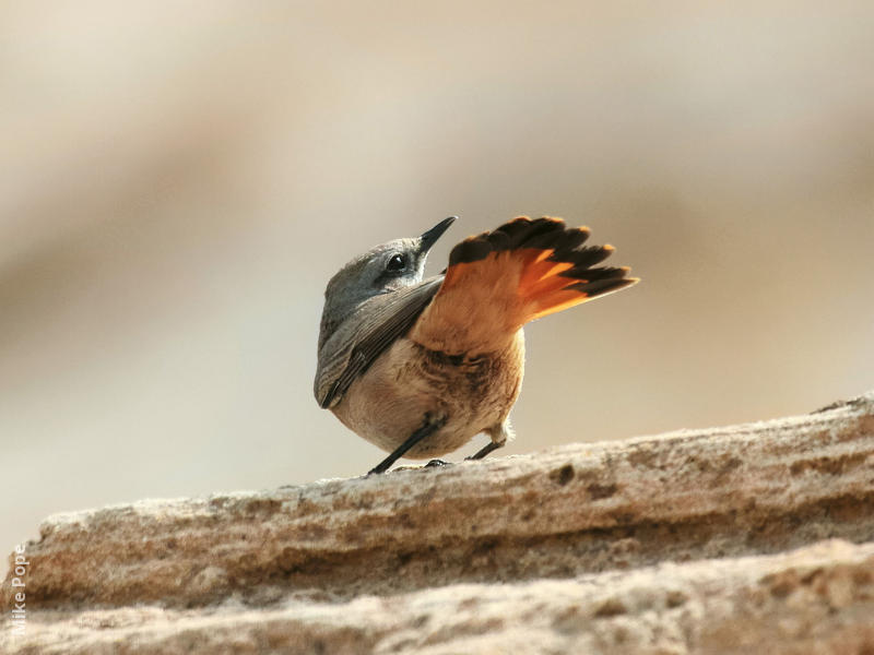 Red-tailed Wheatear