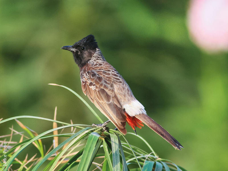 Red-vented Bulbul (BAHRAIN)