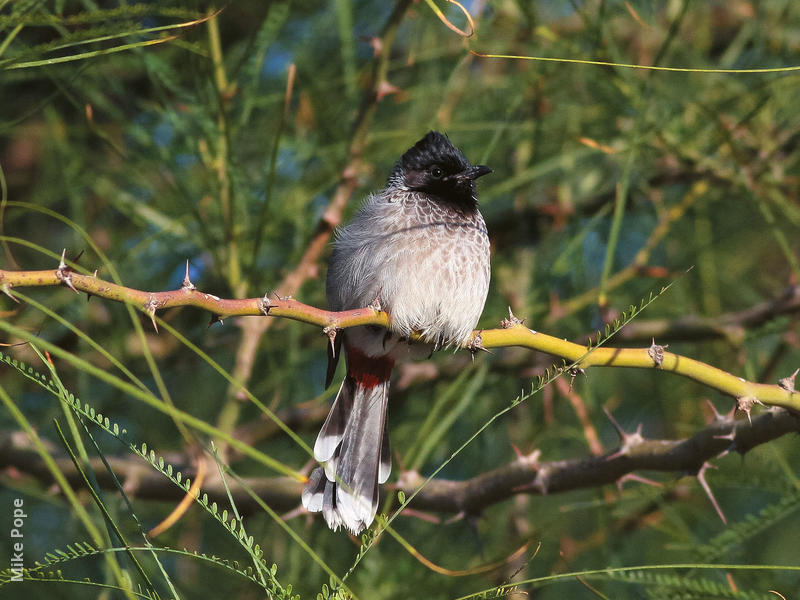 Red-vented Bulbul