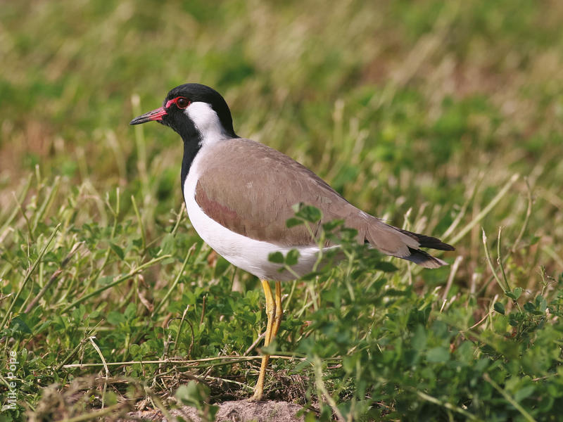 Red-wattled Lapwing 