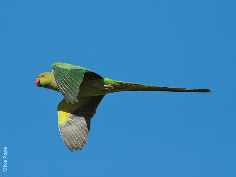 Rose-ringed Parakeet