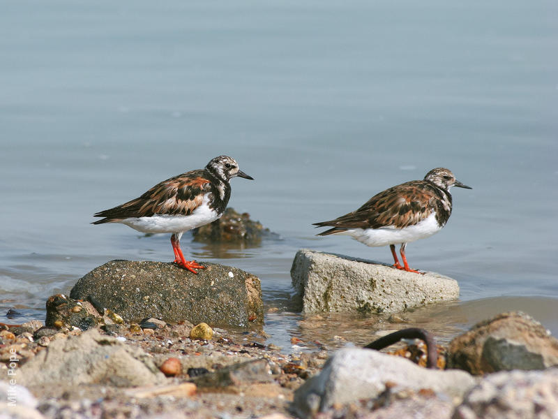 Ruddy Turnstone (Breeding plumage)