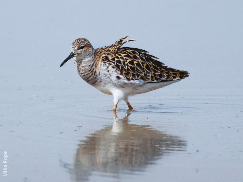 Ruff (Female spring)