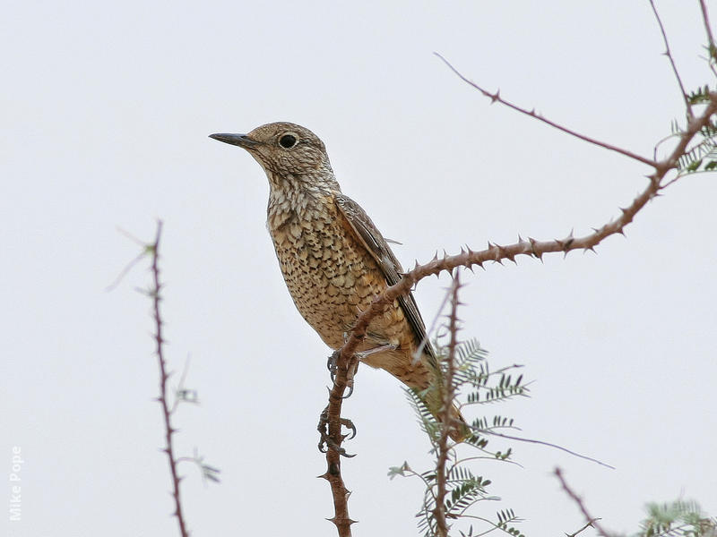 Rufous-tailed Rock Thrush (Female)