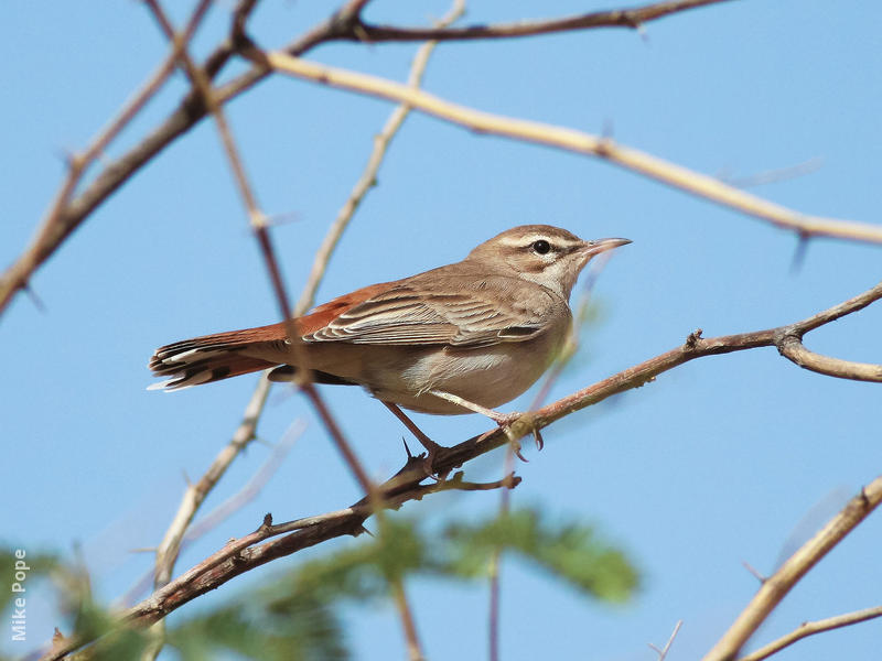 Rufous-tailed Scrub Robin