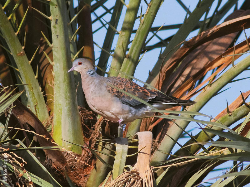 Rufous Turtle Dove