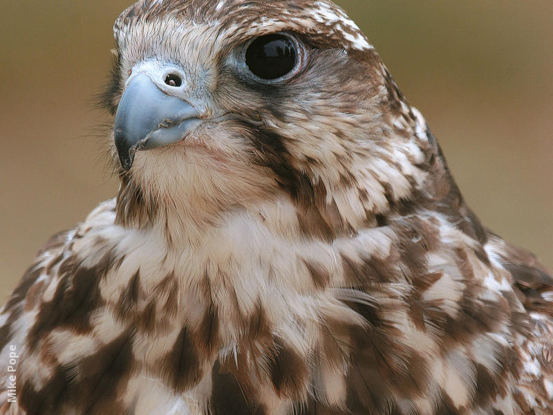 Saker Falcon