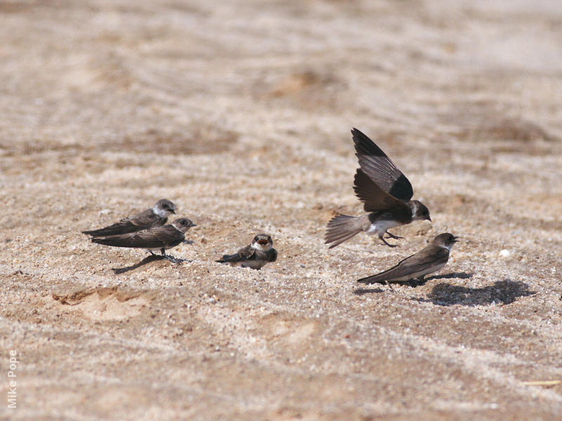 Sand Martin