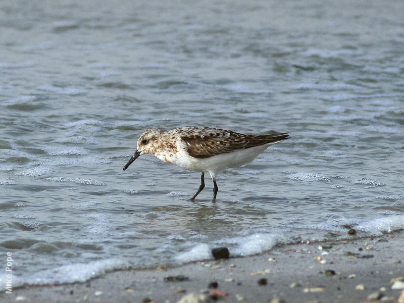 Sanderling