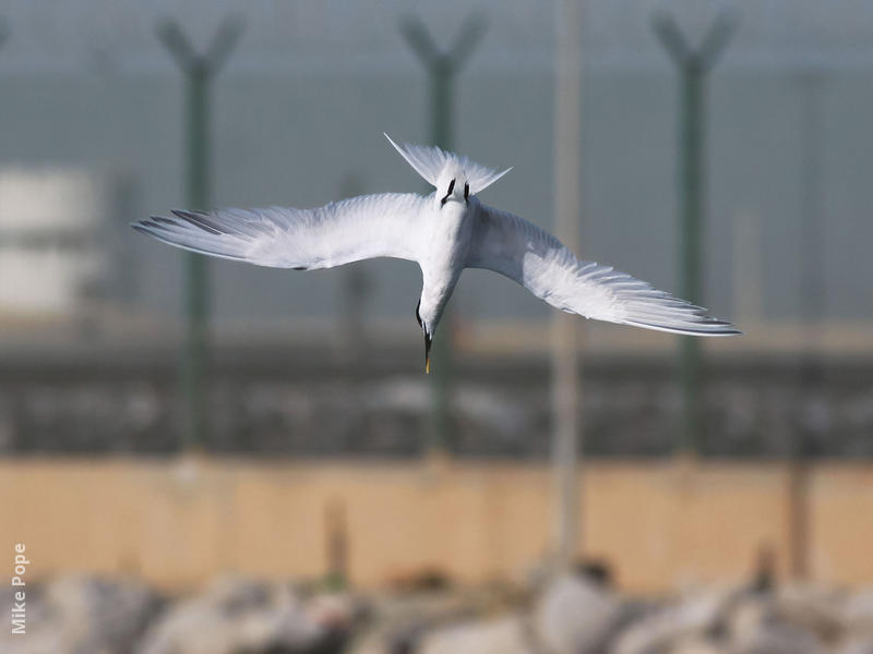 Sandwich Tern