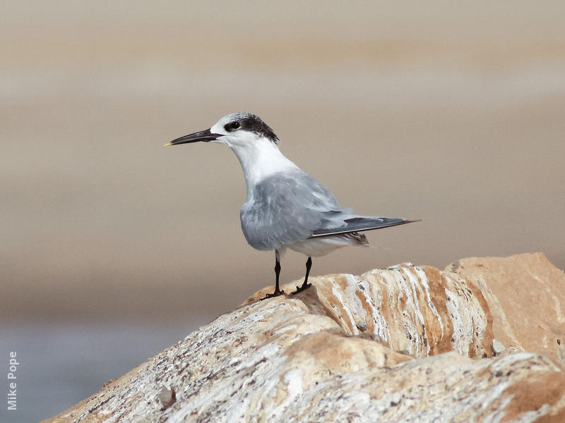 Sandwich Tern (Winter)