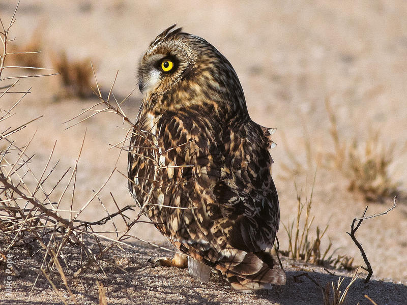 Short-eared Owl