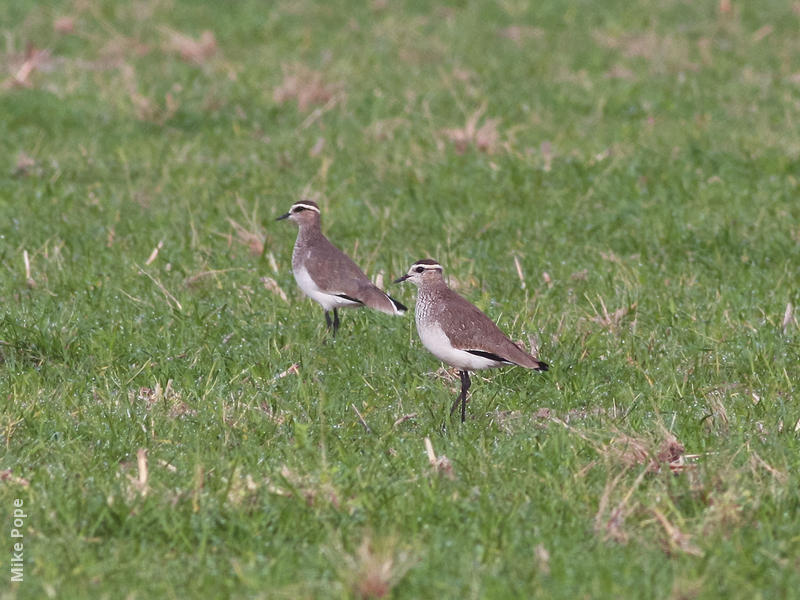 Sociable Lapwing