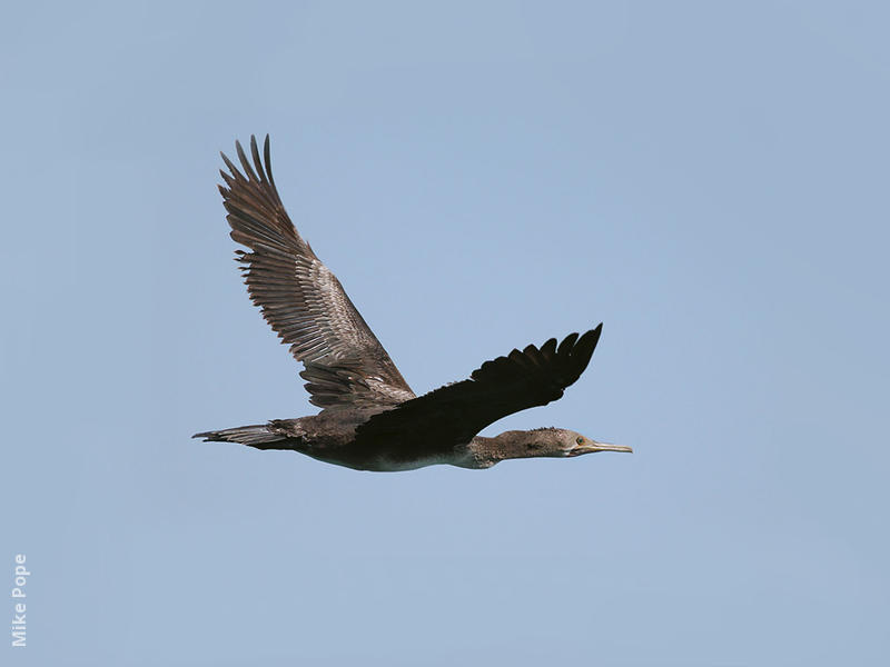 Socotra Cormorant (Immature)