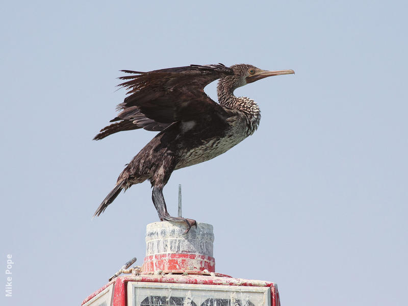 Socotra Cormorant (Immature)