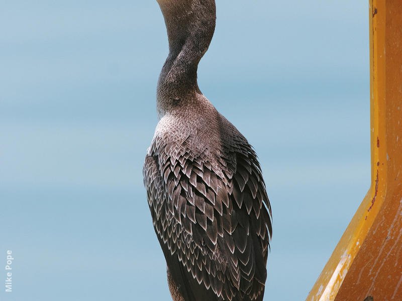 Socotra Cormorant (Immature)