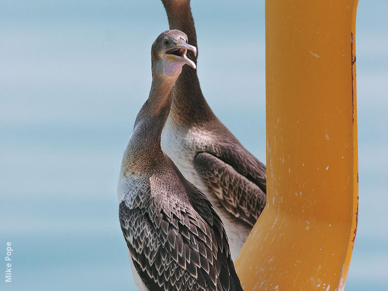 Socotra Cormorants (Immatures)