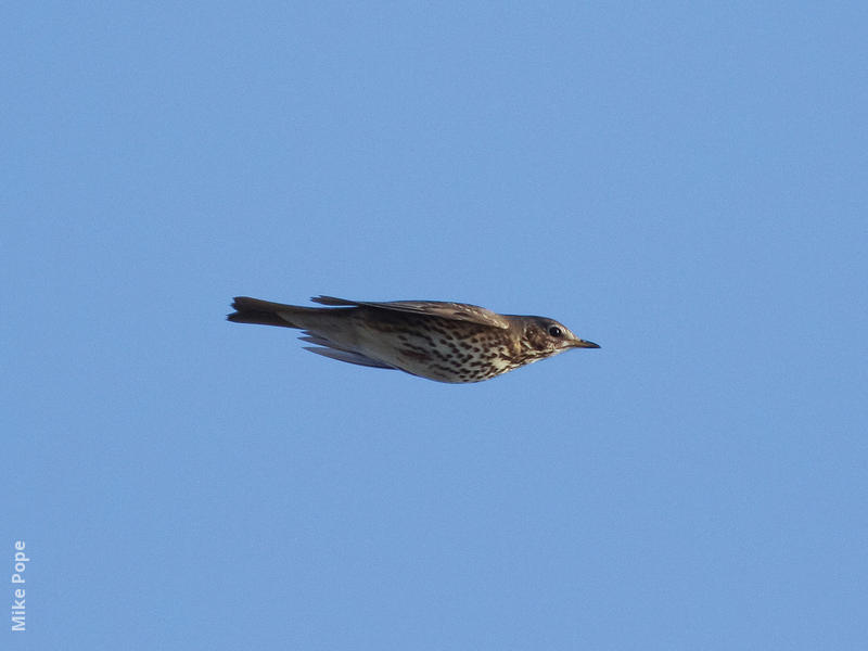 Song Thrush 