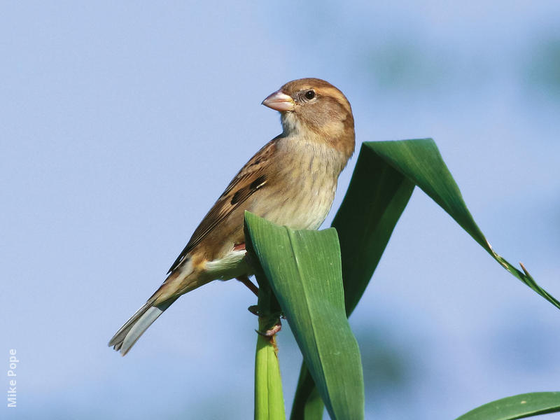 Spanish Sparrow (Female)