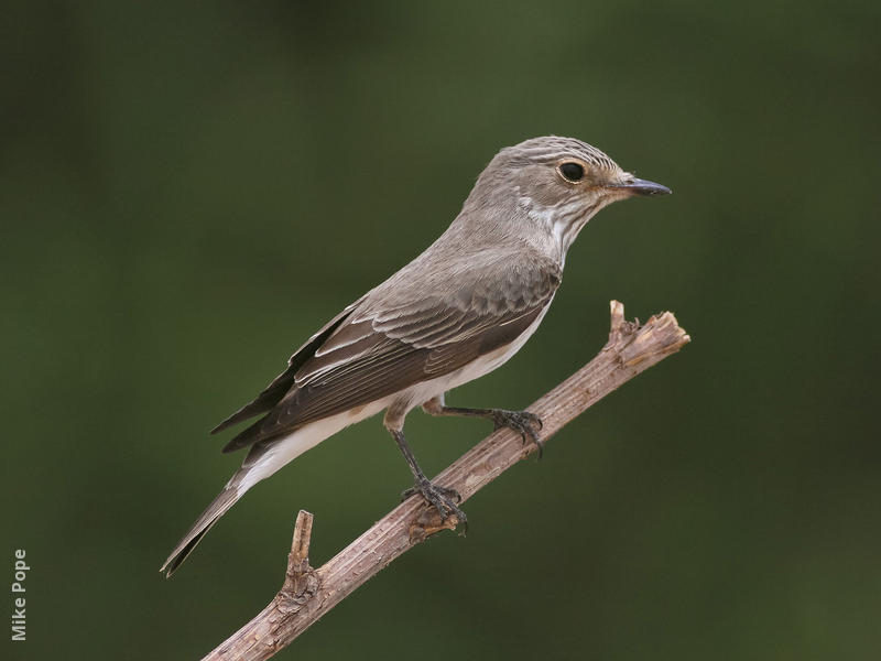 Spotted Flycatcher