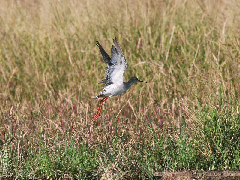 Spotted Redshank (Non - breeding)