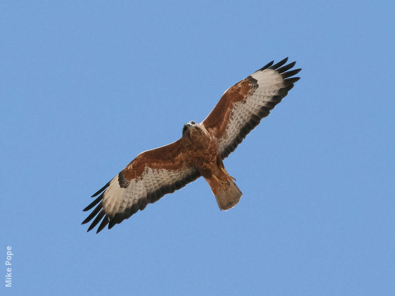 Steppe Buzzard