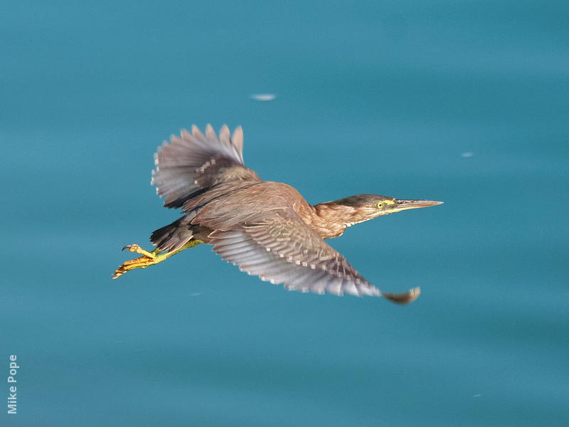 Striated Heron (Immature, UAE)