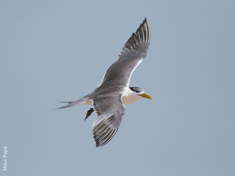 Swift Tern