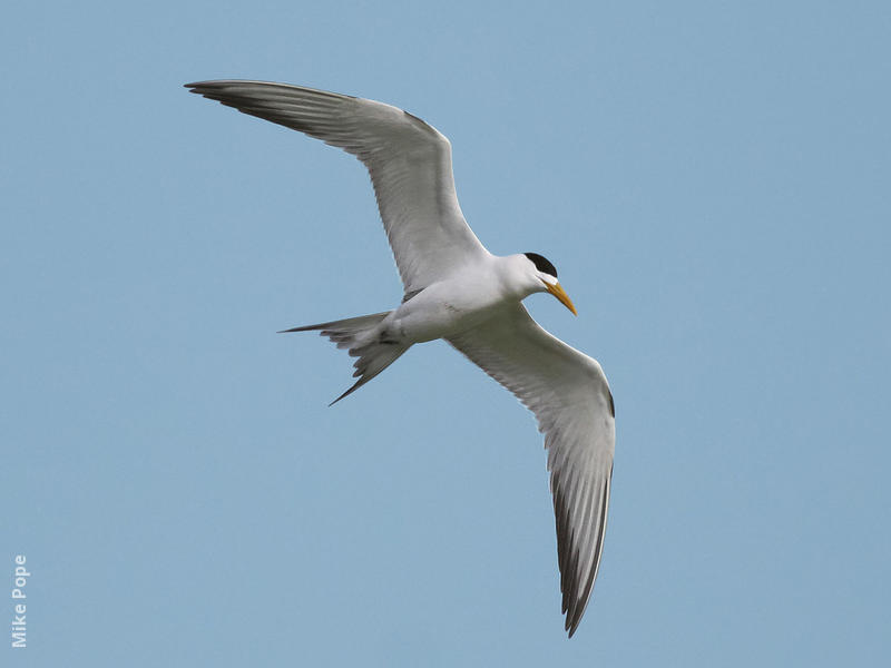 Swift Tern