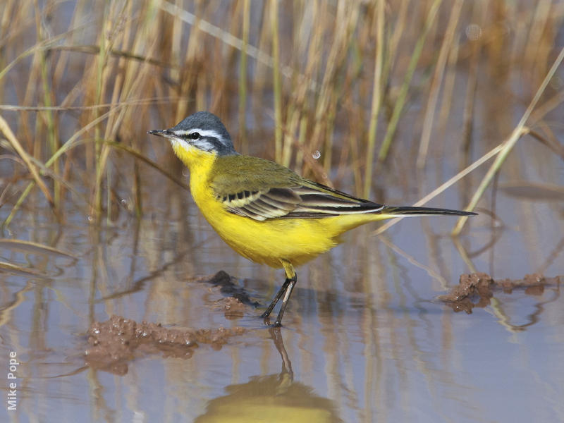 Sykes’s Wagtail (Male)