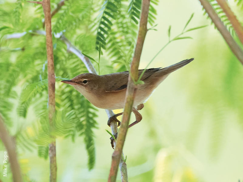 Sykes’s Warbler