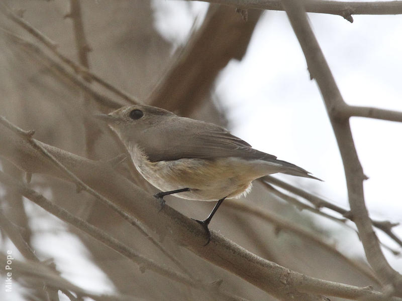 Taiga Flycatcher (2nd record, Dec 2013)