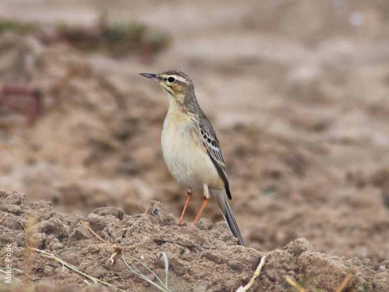 Tawny Pipit