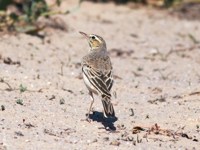 Tawny Pipit