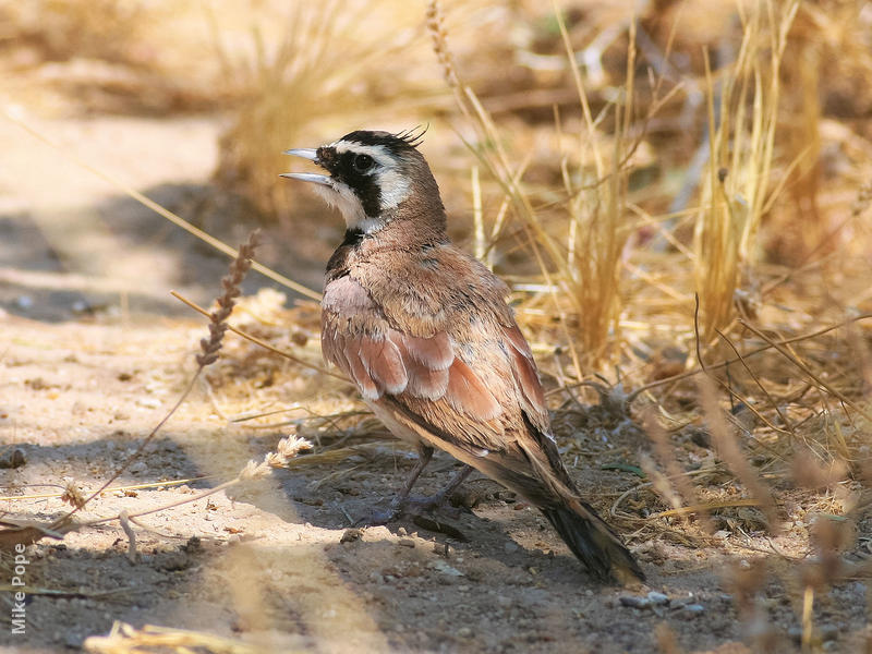 Temminck’s Lark (Male)