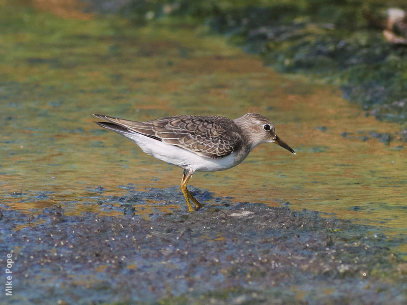 Temminck’s Stint (Early autumn)