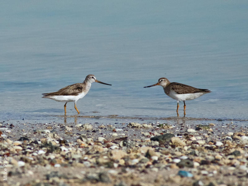 Terek Sandpiper 