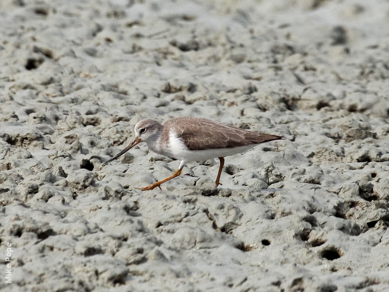 Terek Sandpiper (Non - breeding)