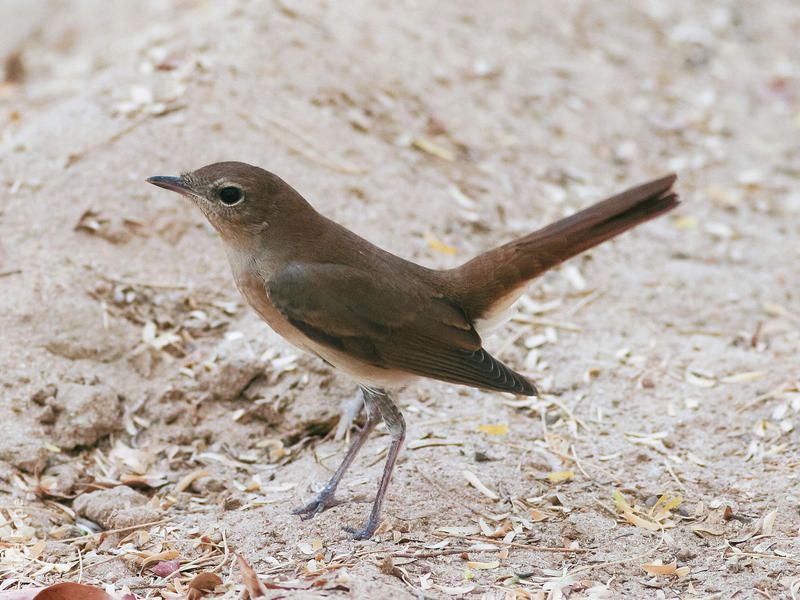 Thrush Nightingale