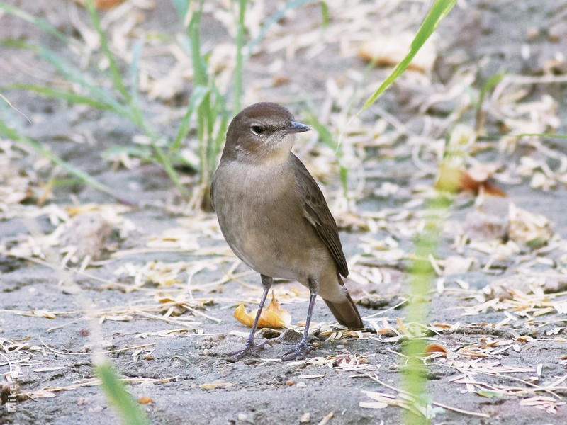 Thrush Nightingale