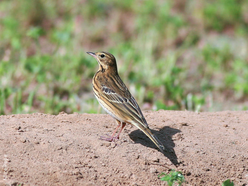 Tree Pipit (Spring)