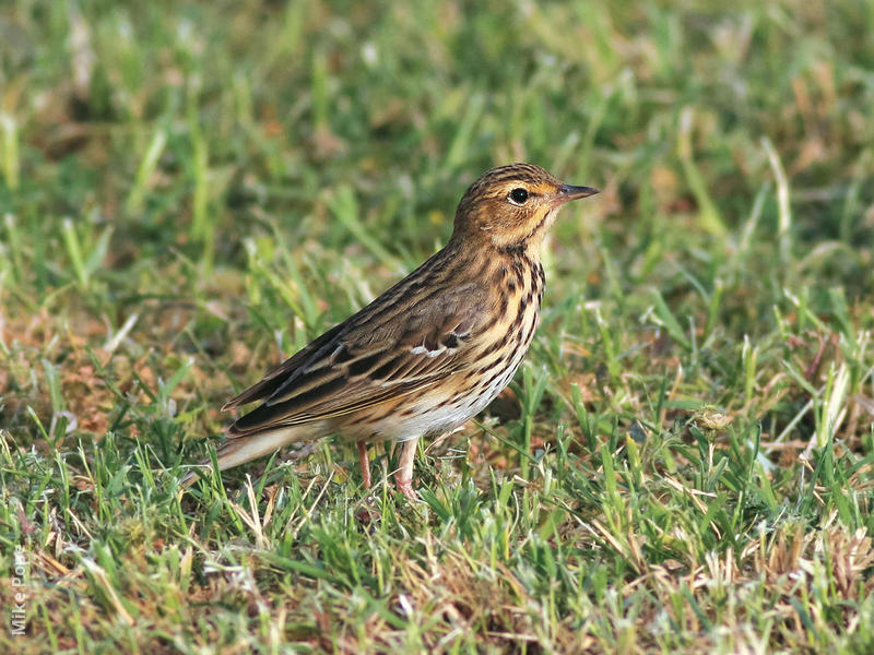 Tree Pipit (Spring)