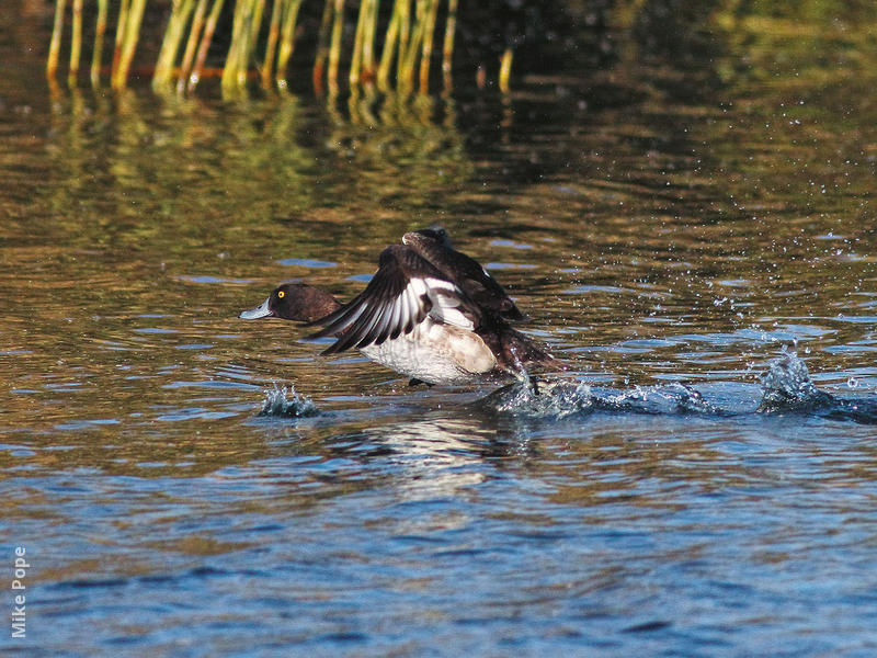 Tufted Duck (Male)