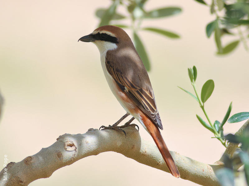 Turkestan Shrike (Male breeding plumage)