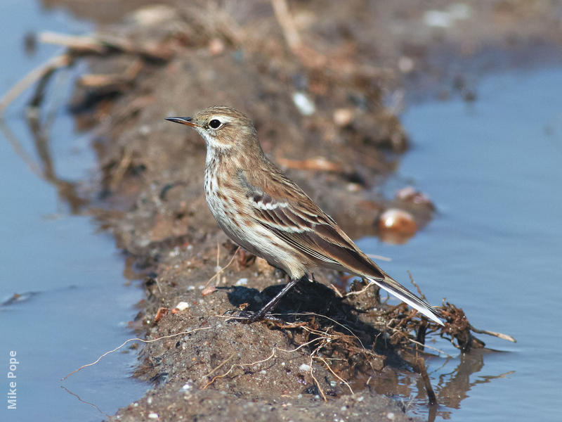 Water Pipit